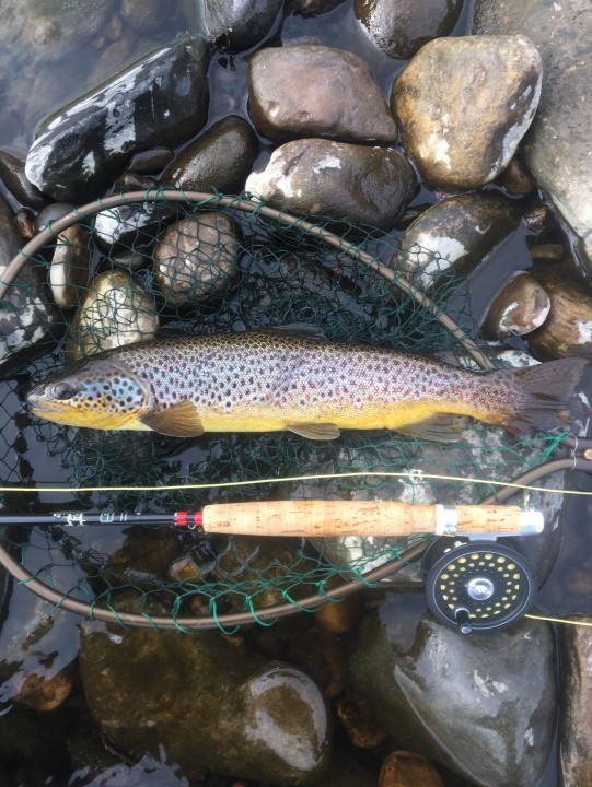 Tees trout - TB from Tunbridge Wells